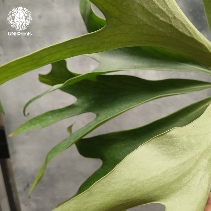 Platycerium 'Mentelosii' ビカクシダ 大株 Platycerium 'Mentelosii