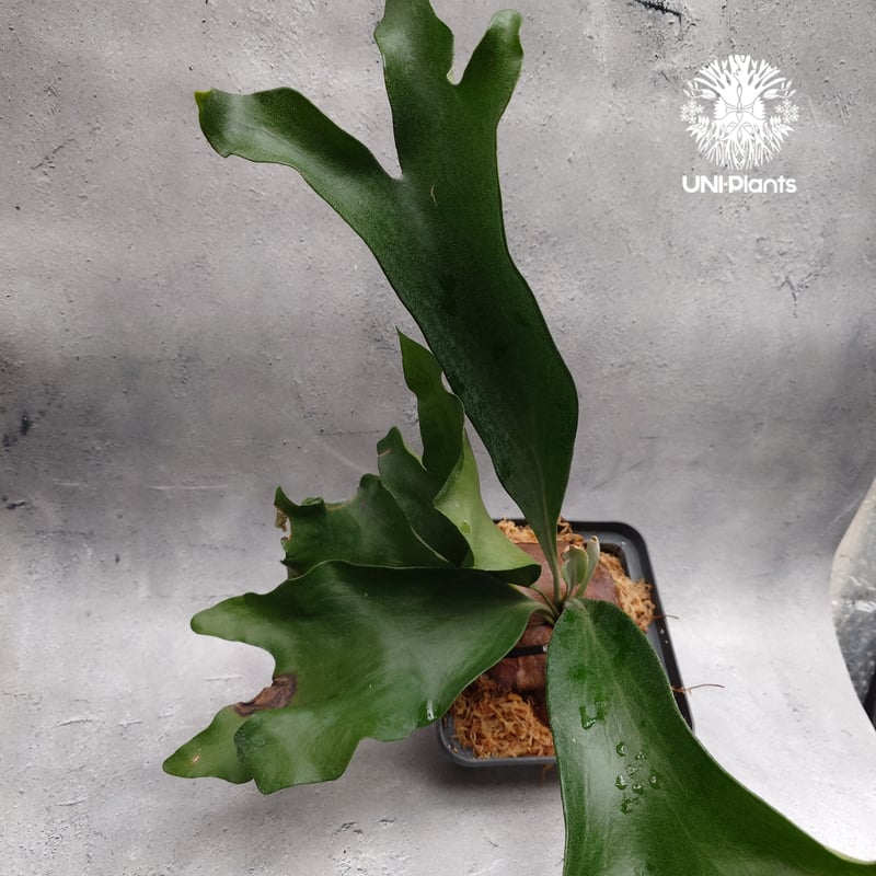 Platycerium hillii 'Dragon Fury' ビカクシダ ヒリー 'ドラゴ