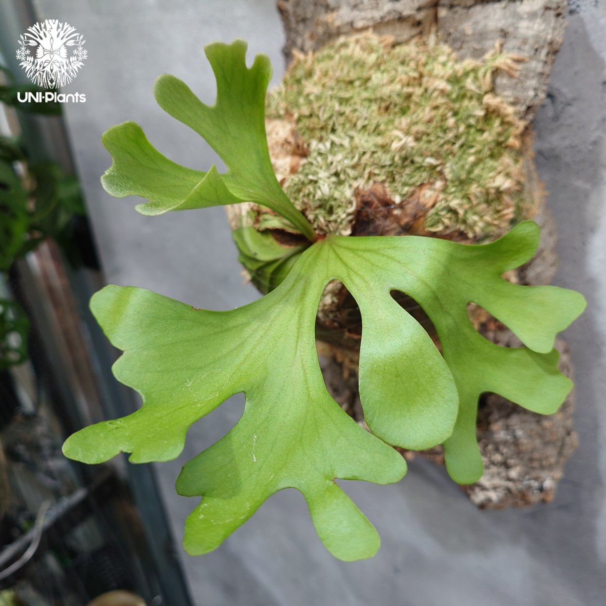 ビカクシダ リドレイ ワイドフォーム Platycerium ridleyi wide for