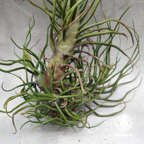 Tillandsia Bulbosa (L) チランジア・ブルボーサTillandsia  エアープランツ エアプランツ ティランジア