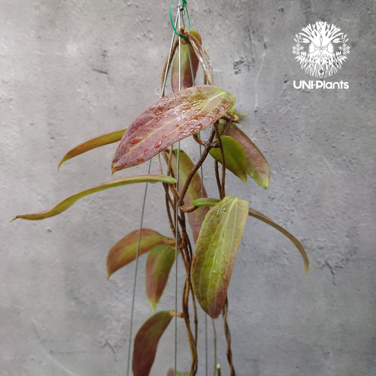 Hoya bordenii ホヤ ボルデニー 希少 ホヤ植物 ホヤの花 珍しい 希少な