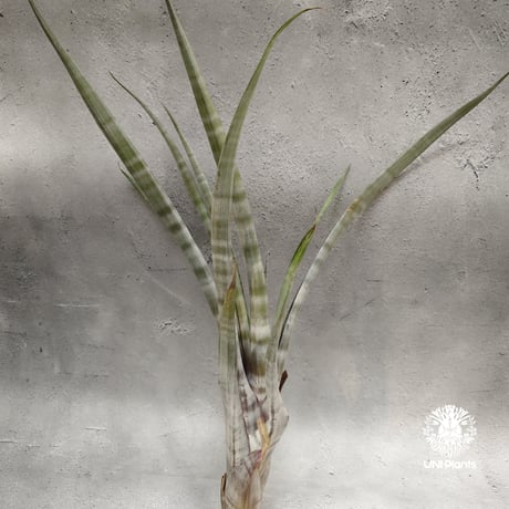 Tillandsia hildae チランジアヒルダエ Tillandsia インテリア植物 エアープランツ エアプランツ ティランジア