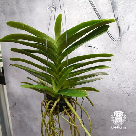 CATEGORY 着生ラン(Orchid) | UNI-Plants ビカクシダ、ホヤ植物