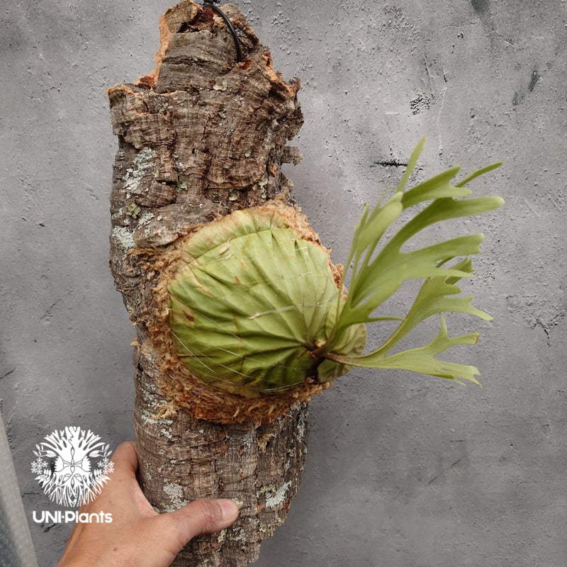 Platycerium ridleyi Pakarang ビカクシダ リドレイ パカラン