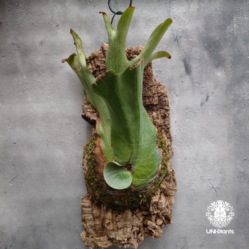 Platycerium holttumii ビカクシダ ホルタミー ビカクシダ原種 Platy