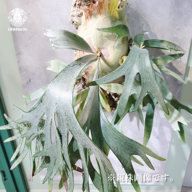 E-1 P.bifurucatum white ビフルカツムホワイト 親株販売 国内繁殖株・一点物】Platycerium bifurcatum 'white' ｜ビカ