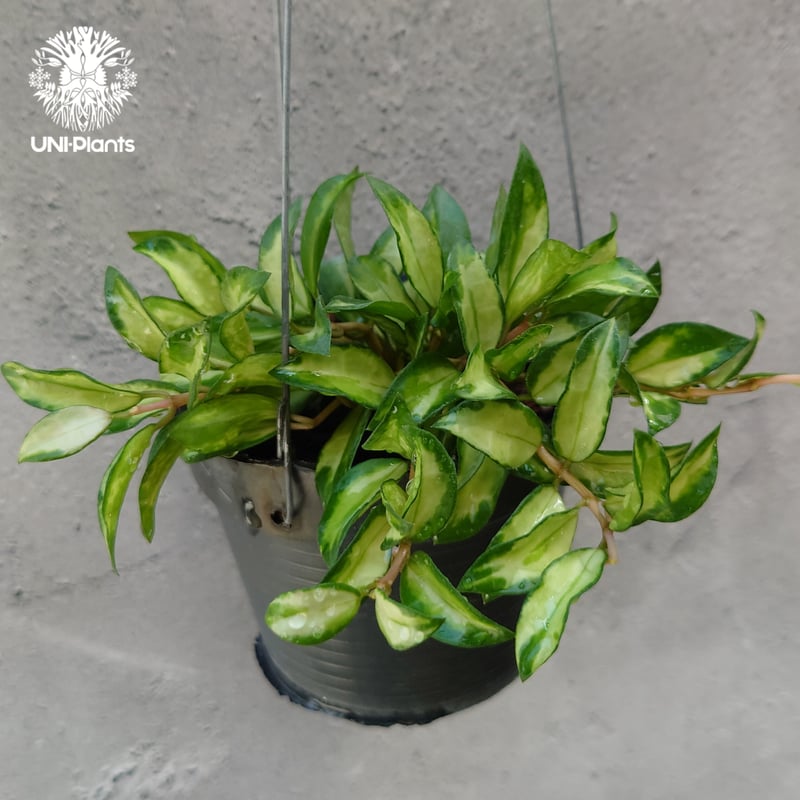 No.3＊Hoya ＊ ホヤ ＊ ラクノーサ ＊ lacunosa Bruno Hoya Lacunosa Bruno Variegated – TerraFlora Global