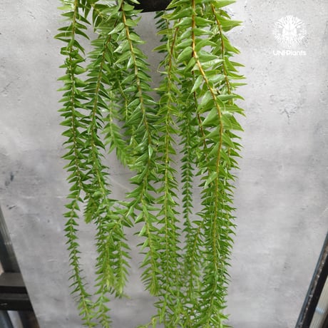 Huperzia spp. フペルジア  Phlegmariurus (フレグマリウルス)観葉植物 珍奇植物 植物 着生植物 インテリア植物 珍しい シダ植物