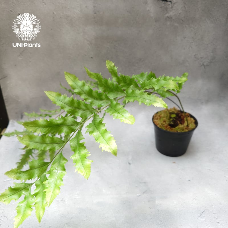 ドリナリア　リギデュラ　ホワイティ　株分け　シールド出てきています。 ドリナリア リギデュラ ホワイティ 株分け シールド出てきています。