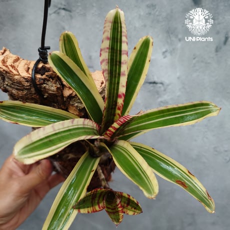 Neoregelia Red Bull ネオレゲリア レッドブル ネオレゲリア Neoregelia ブロメリア科ネオレゲリア属 着生コルクアレンジ