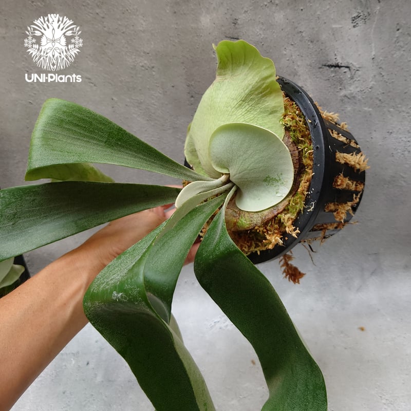 Platycerium Hanabi ビカクシダ コウモリラン platycerium sta