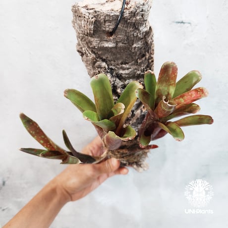 【タイ直輸入・一点物】Neoregelia  'Ruby Throat' | ネオレゲリア ルビースロート |Neoregelia｜着生アレンジ｜タンクブロメリア | Tank bromeliad