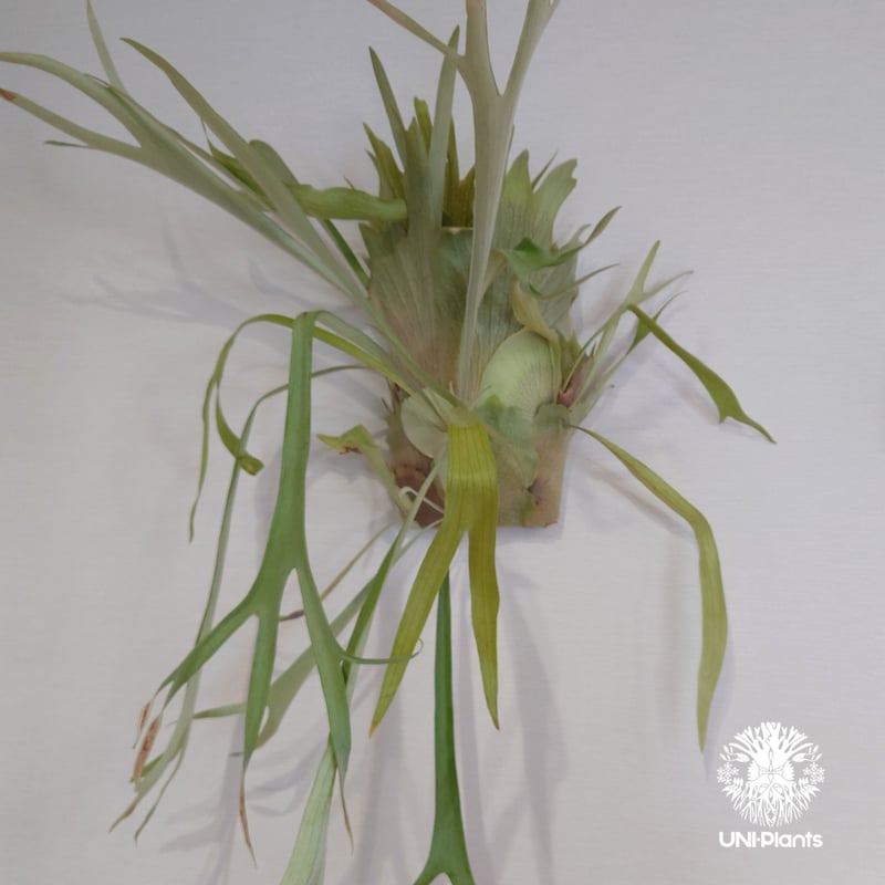 Platycerium Blue vista ビカクシダブルービスタ ビカクシダウィ Platycerium Blue vista ビカクシダブルービスタ ビカクシダウィ