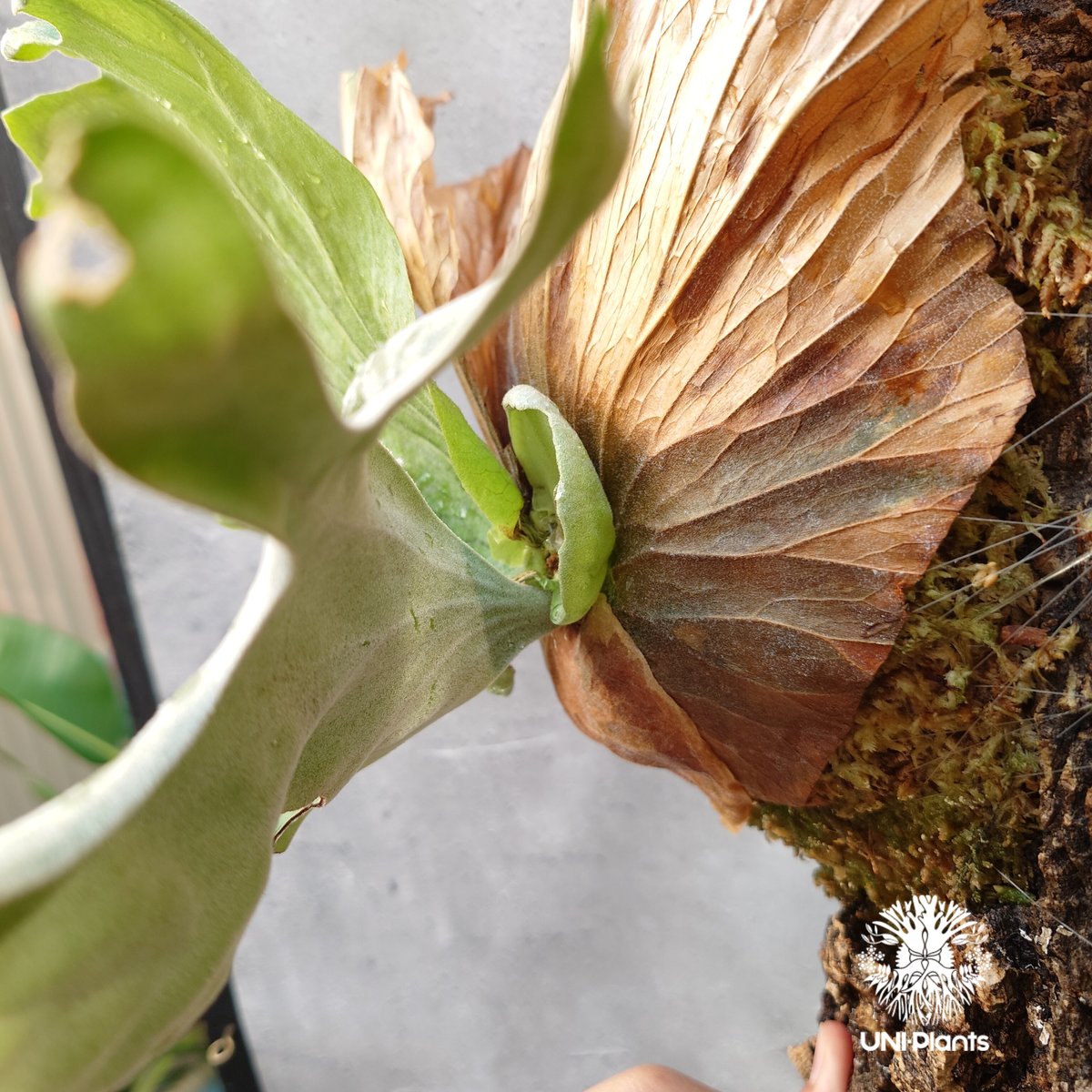 ビカクシダ ワリチー Platycerium wallichii コウモリラン ビカクシダ原種...