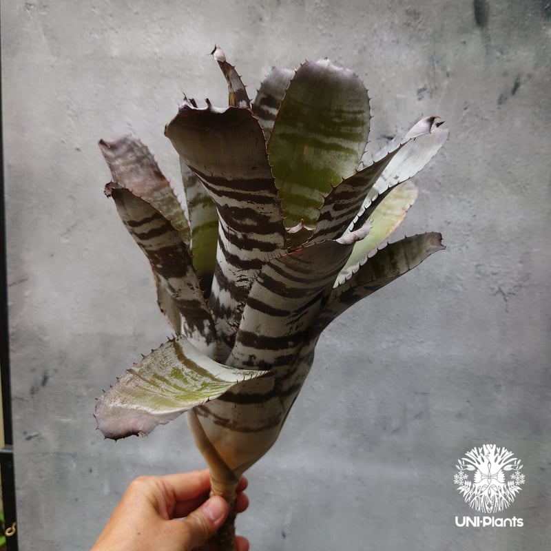 Aechmea chantinii Black ice エクメア・チャンティニー