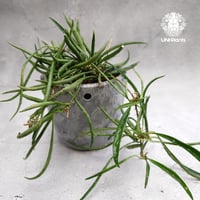 Hoya Acuculalis ホヤ アシキュラリス 希少 ホヤ植物 希少 ホヤの花 つる性植物 waxplants ハンギング ハンギング植物