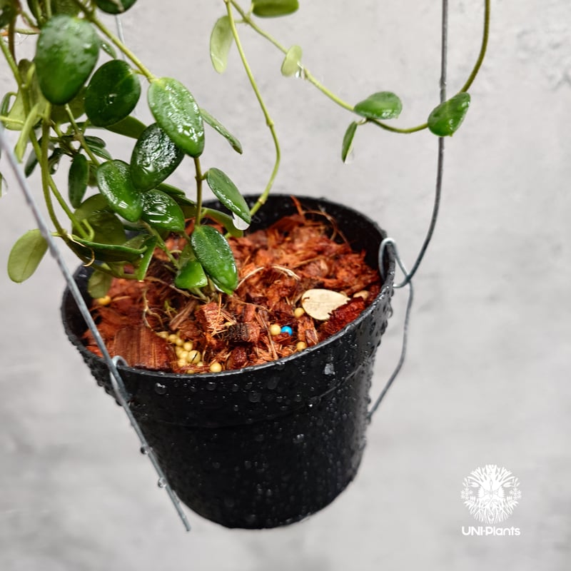 Hoya Pulleana ホヤプレナ ホヤ植物 ホヤの花 Hoya plants 希少