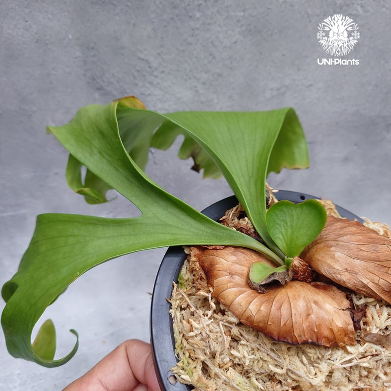 ビカクシダ コロナリウム Platycerium coronarium ビカクシダ コロナリウム ビカクシダ