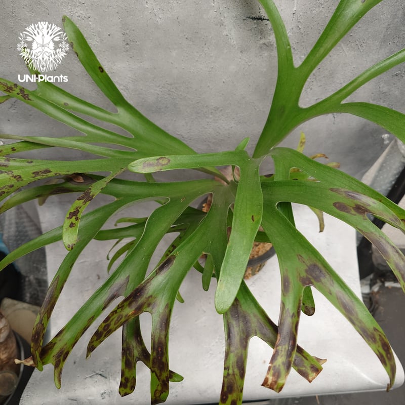 Platycerium alcicorne var.Madagascar ビカクシダ アルシコ