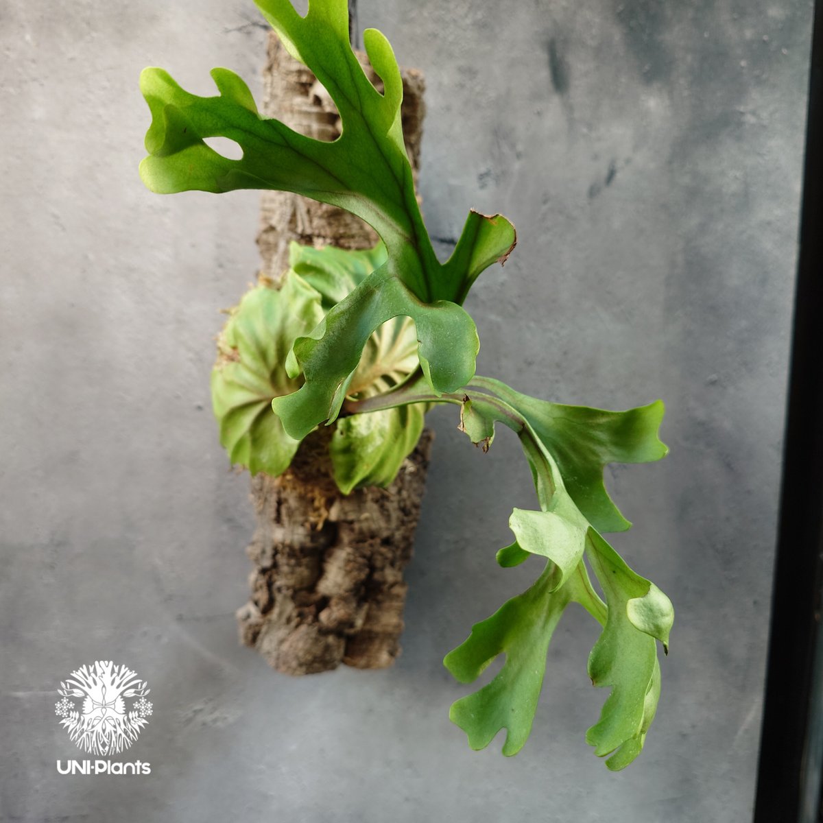 ビカクシダ リドレイ コルクチューブ着生 Platycerium Ridleyi