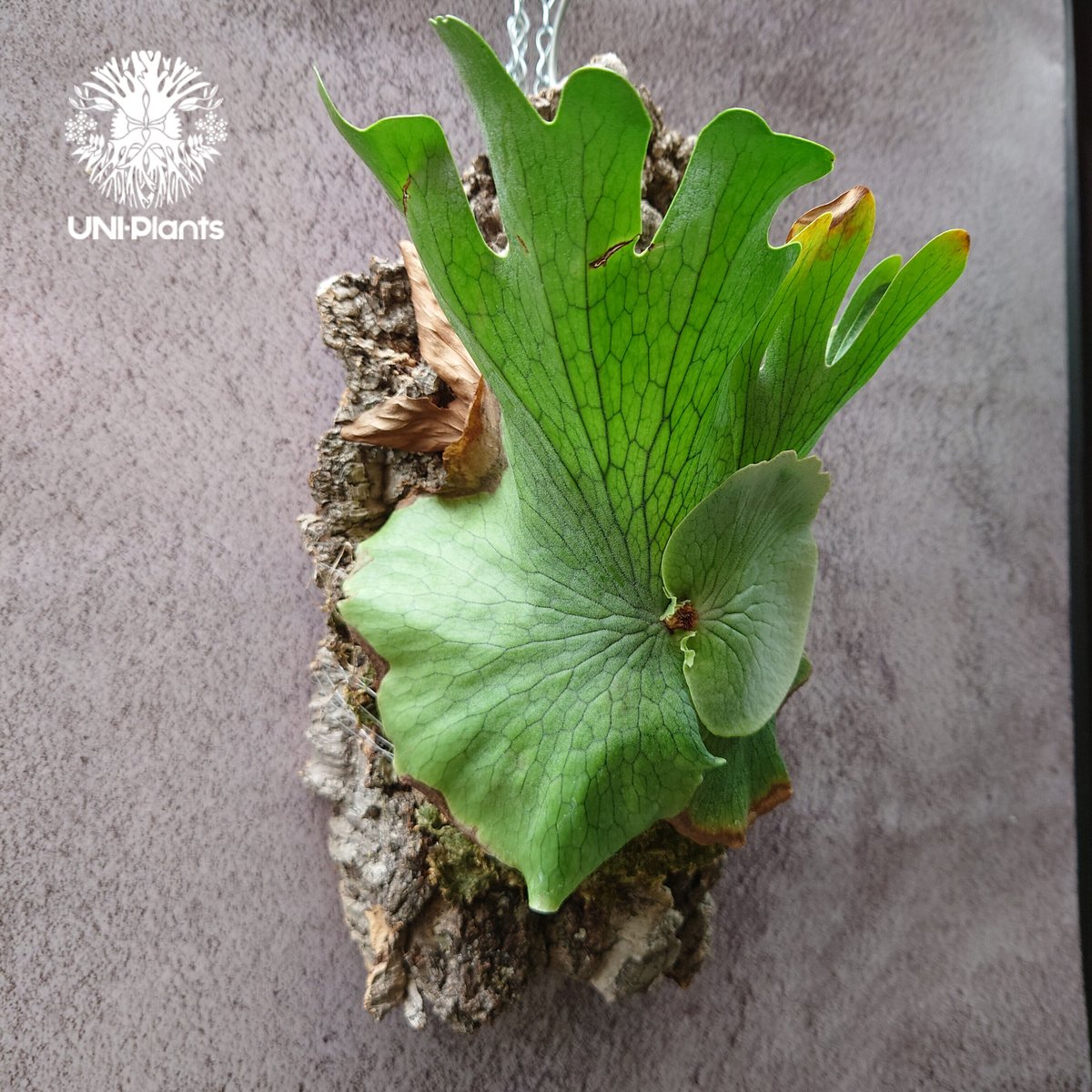 ビカクシダ ワンダエ Platycerium wandae コウモリラン ビカクシダ原種