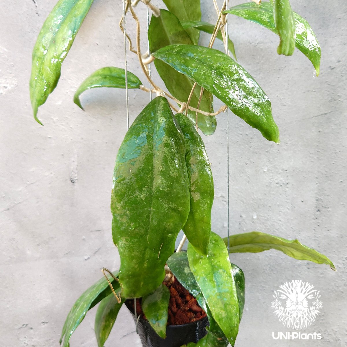 レア　珍種　ホヤ　パキクラダ内斑入り　サクララン レア 珍種 ホヤ パキクラダ内斑入り サクララン