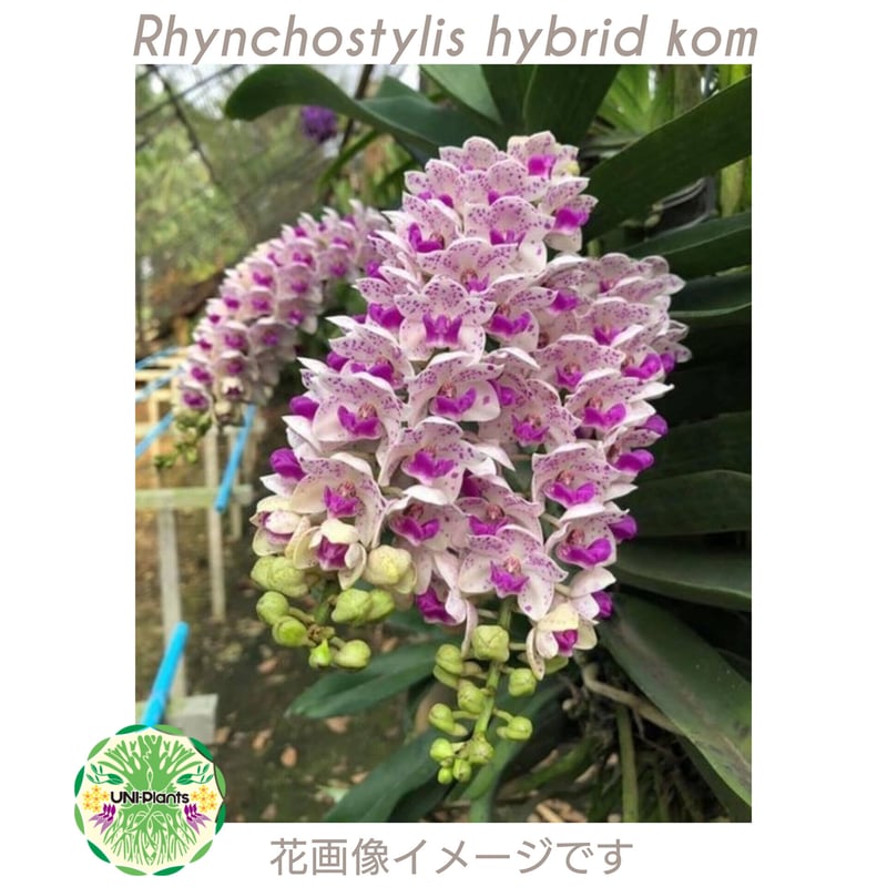 リンコスティリス Rhynchostylis hybrid Kom 着生植物 珍しい 着生蘭