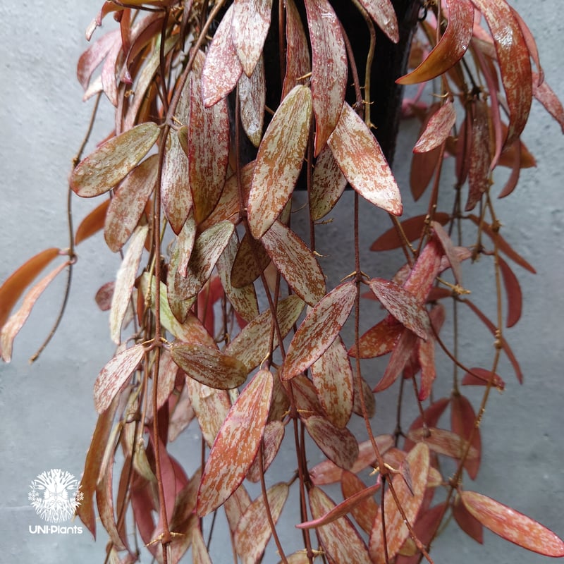 開花中、花座付き。Hoya sigillantis ホヤ シギラティス ホヤ 植物