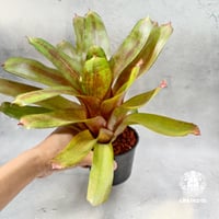 Neoregelia Jewelry Shop ネオレゲリアジュエリーショップ ネオレゲリア Neoregelia ブロメリア科ネオレゲリア属