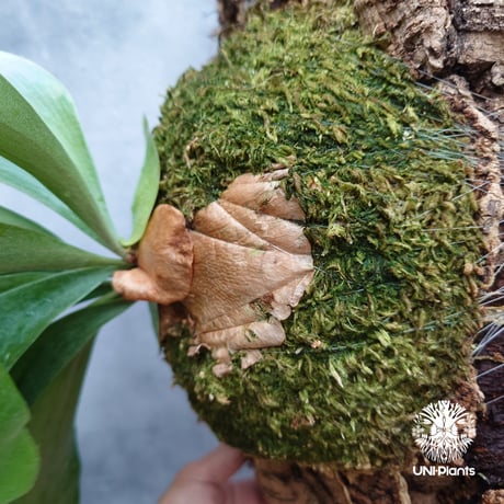 ビカクシダ ヒリー パナマ Platycerium hillii Panama ビカクシダヒリー  シダ植物 ビカクシダ原種 ビカクシダ着生コルク 着生植物