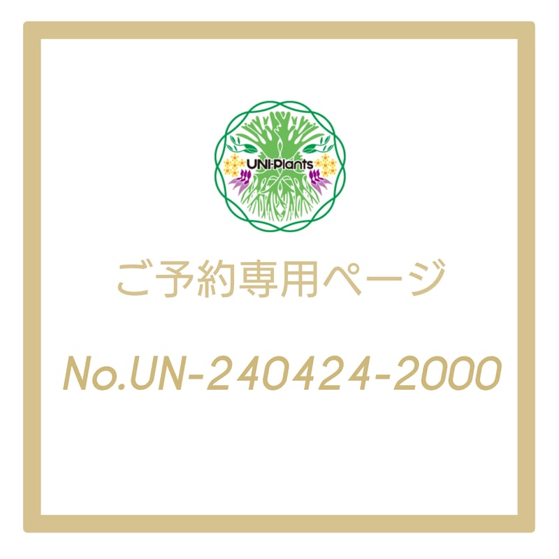 ご予約者様 専用ページ ご予約No.UN-240424-2000 Hoya stenophyl