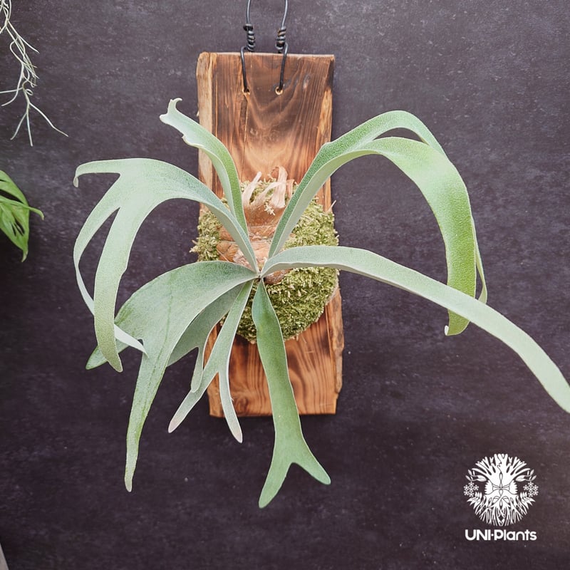 Patycerium veitchii ' Nukul ' ビカクシダ ベイチー シダ植物 ビ