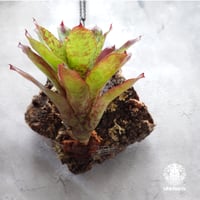 Neoregelia 'Winnie The Pooh' ネオレゲリア ウィーニーザプー ネオレゲリア Neoregelia ブロメリア科ネオレゲリア属 着生コルクアレンジ