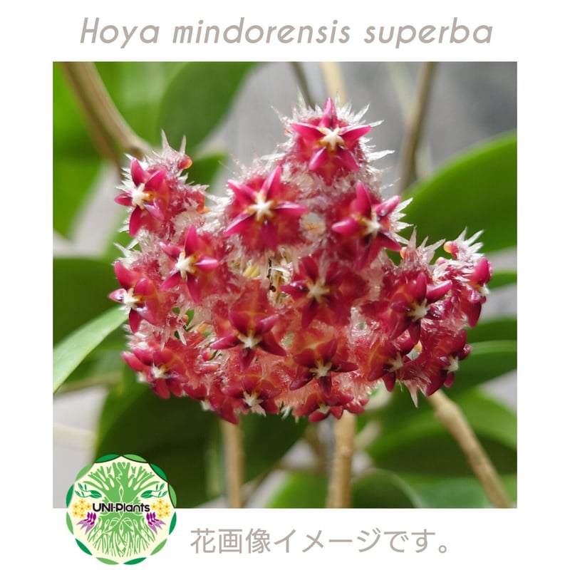 希少! Hoya mindorensis superba ホヤミンドレンシス スパーバ ホヤ植