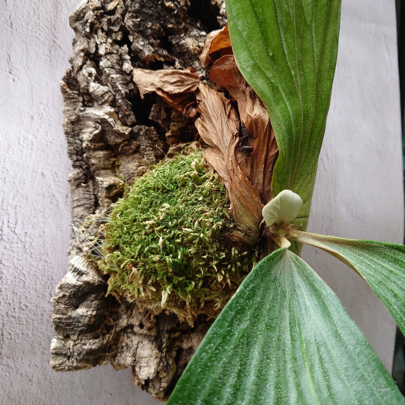 ビカクシダ エレファントティス子株セット ビカクシダ エレファントティス 子株つき