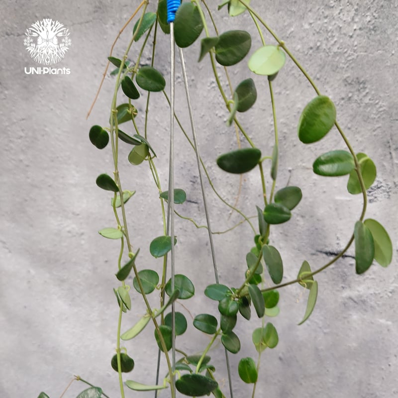 0904＊Hoya ＊ ホヤ ＊ pulleana ＊ IM-08 Hoya-sp.-IM-08-02222023n-