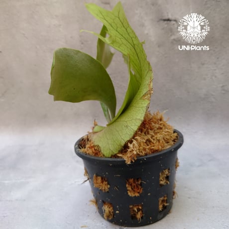Platycerium willinckii white angel ビカクシダ ウィリンキー ホワイトエンジェル ビカクシダ コウモリラン