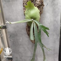Platycerium willinckii Thin and long (pup) Tonkla ビカクシダウィリンキー ビカクシダ着生 Platycerium コルク付 着生植物
