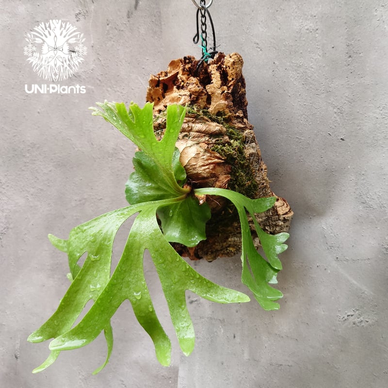 ビカクシダ リドレイ ビカクシダ リドレイ Platycerium Ridleyi コウモリラン