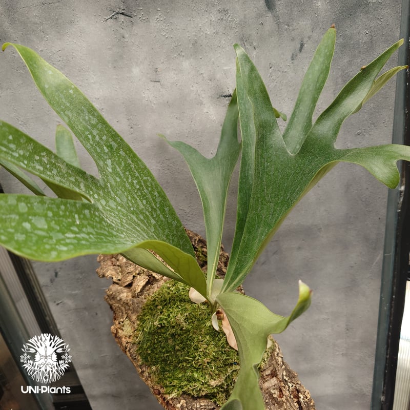 ビカクシダ A30 P. willinckii cv. White Mountains 【artPLANTs/PLANTS GARAGE