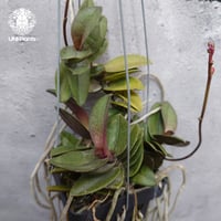 Doritis pulcherrima 'Dwarf' ドリティス プルチェリマ ドワーフ 着生蘭 着生ラン 蘭の花 Orchid 着生植物