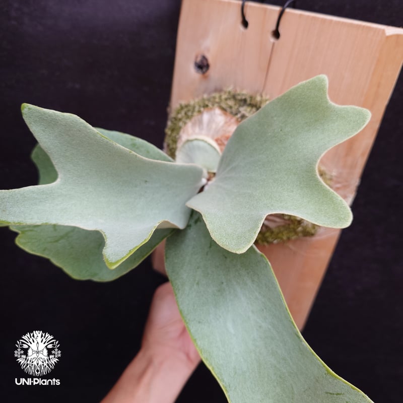 Platycerium Saikeaw(P.andinum x P.willinckii) ビ