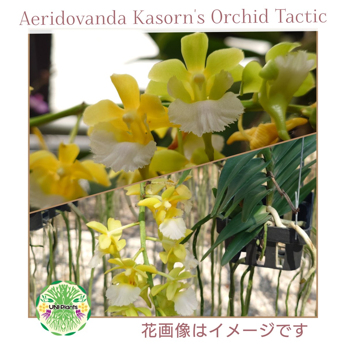 Aeridovanda Kasorn's Orchid Tactic 着生蘭 着生ラン 蘭の花