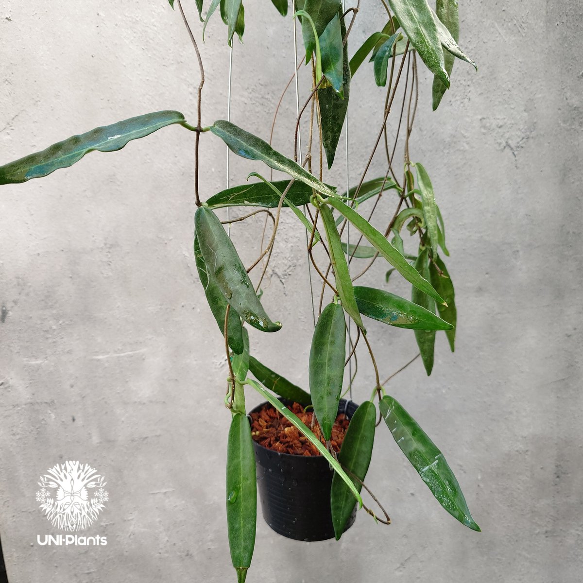 Hoya Hypolasia ホヤ ヒポラシア ホヤ植物 ホヤの花 希少な植物 Hoyapla