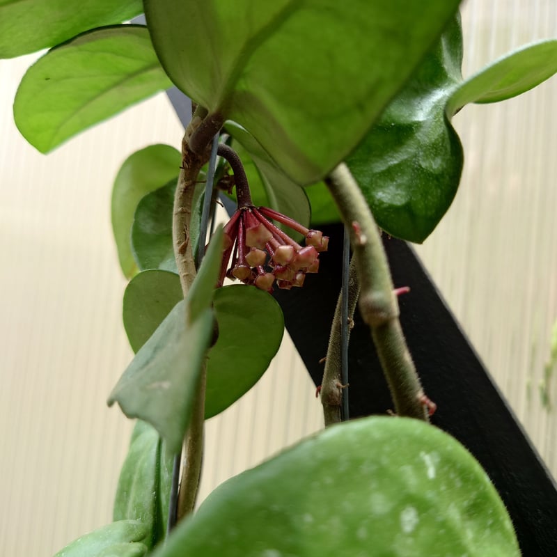 ホヤ カルノーサ クリンクル8 サクララン ホヤ植物 植物 珍奇