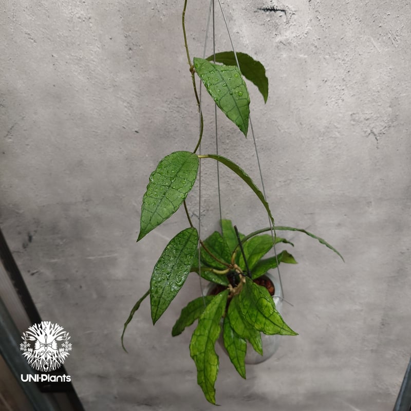 Hoya finlaysonii long leaves ホヤ フィンレイソニー ロングリーブ