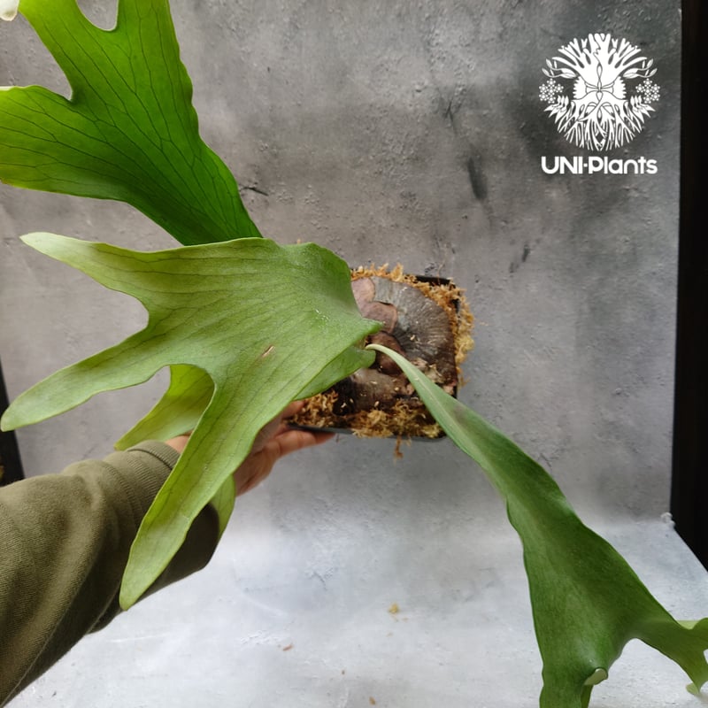 Platycerium hillii cv. Min Min (pup) ビカクシダ ヒリー