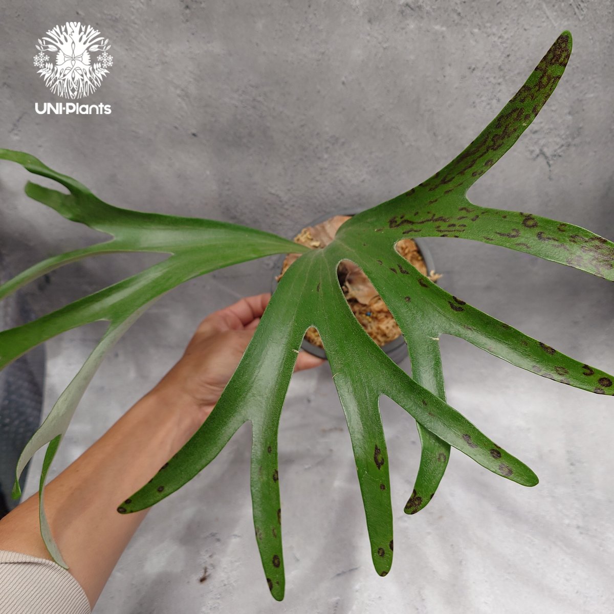 親株 ウネリ強alcicorne Madagascar Vassei ビカクシダ 親株 ウネリ強alcicorne Madagascar Vassei ビカクシダ - メルカリ