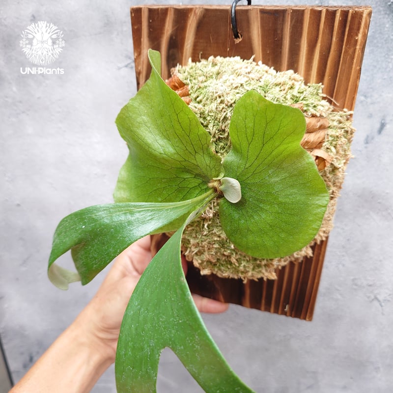 ビカクシダ ステマリア Platycerium stemaria ビカクシダ原種 シダ植物