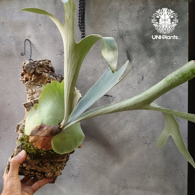 ビカクシダ ベイチー シルバーフロンド Patycerium veitchii cv. Sil